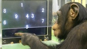 ChimpMath